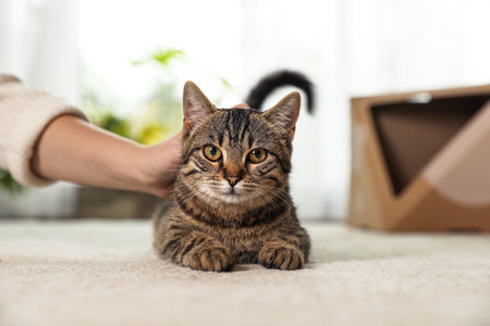 Woman petting cute tabby cat at home, closeupの写真素材