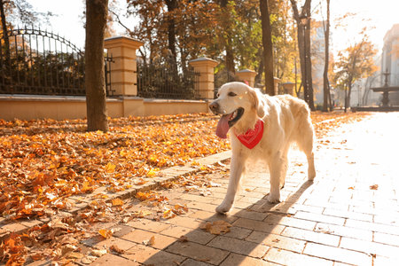Funny golden retriever in sunny autumn parkの写真素材