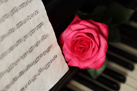 Beautiful pink rose and musical notes on piano, closeupの写真素材
