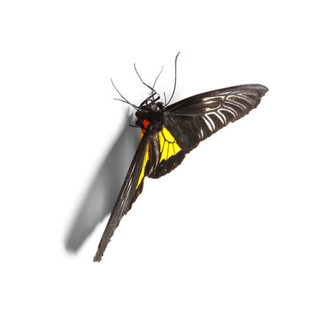 Beautiful common Birdwing butterfly on white backgroundの写真素材