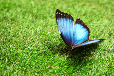 Beautiful Blue Morpho butterfly on green grass outdoorsの写真素材
