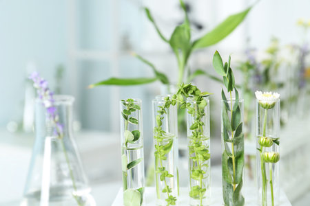 Test tubes with different plants in laboratory, closeupの写真素材