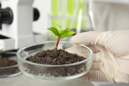 Scientist holding Petri dish with soil and sprouted plant, closeup. Biological chemistryの写真素材