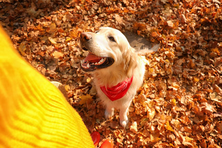 Owner with golden retriever in sunny autumn park, above viewの写真素材