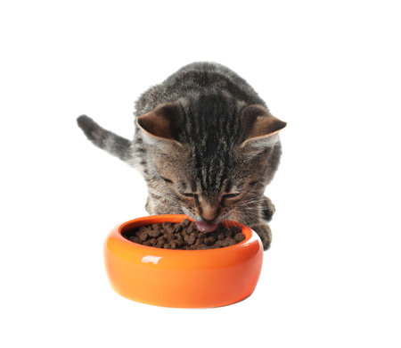 Gray tabby cat eating from bowl on white background. Adorable petの写真素材