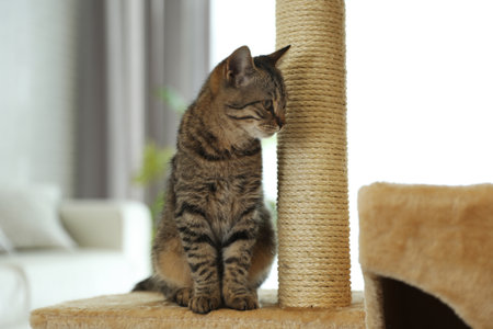 Cute tabby cat and pet tree at homeの写真素材