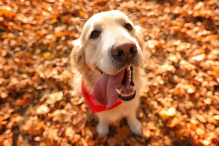 Golden retriever in autumn park, above viewの写真素材