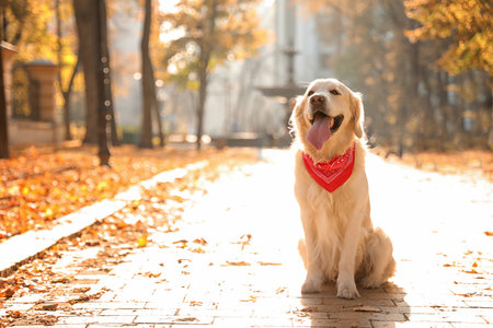Funny golden retriever in sunny autumn parkの写真素材