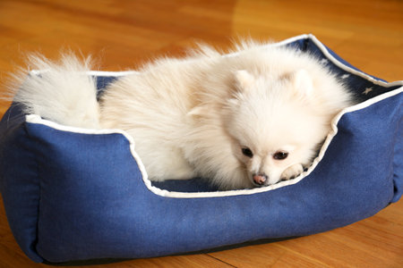 Cute fluffy Pomeranian dog in pet bed on floorの写真素材