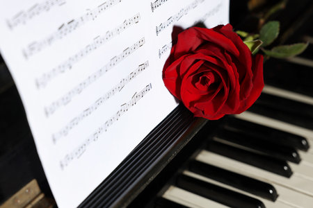 Beautiful red rose and musical notes on piano, closeupの写真素材