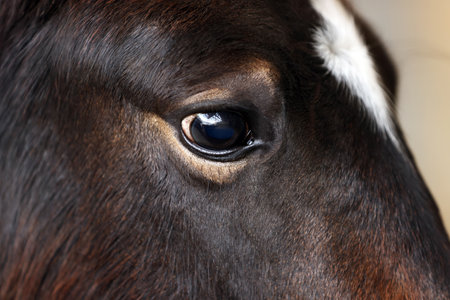 Adorable black horse on blurred background, closeup. Lovely domesticated petの写真素材