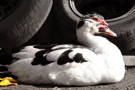 Beautiful Muscovy duck near tires in farmyard on sunny day. Rural lifeの写真素材