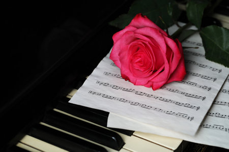 Beautiful pink rose and musical notes on piano keys, closeupの写真素材