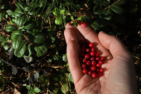 Woman picking ripe red lingonberries outdoors, closeupの写真素材