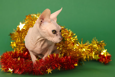 Adorable Sphynx cat with colorful tinsels on green backgroundの写真素材