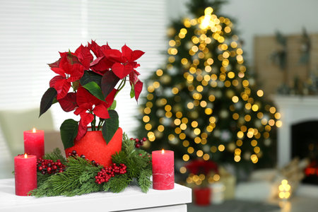 Potted poinsettia, burning candles and festive decor on white dresser in room, space for text. Christmas traditional flowerの写真素材