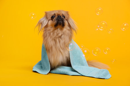 Cute Pekingese dog wrapped in towel and bubbles on orange background. pet hygieneの写真素材