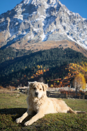 Adorable dog in mountains on sunny dayの写真素材