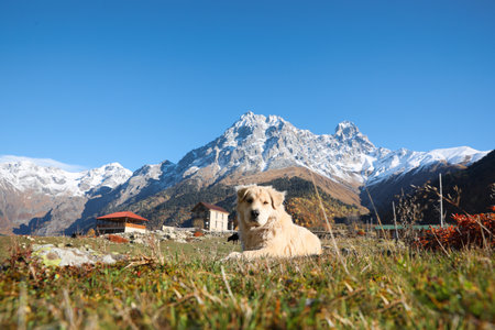 Adorable dog in mountains on sunny dayの写真素材
