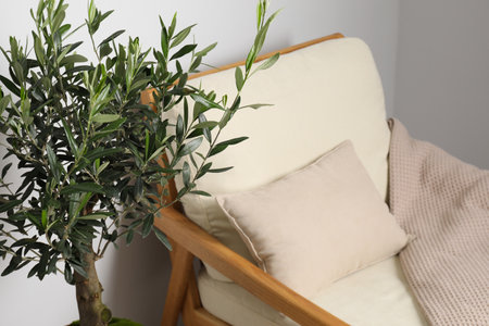 Pot with olive tree near cozy armchair in room, closeup