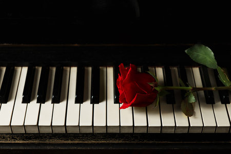 Beautiful red rose on piano keys. Romantic musicの写真素材
