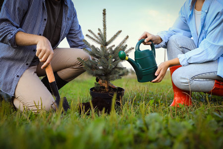 Couple planting conifer tree in park, closeup