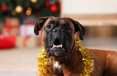 Cute dog with colorful tinsel at home, closeup. Space for textの写真素材