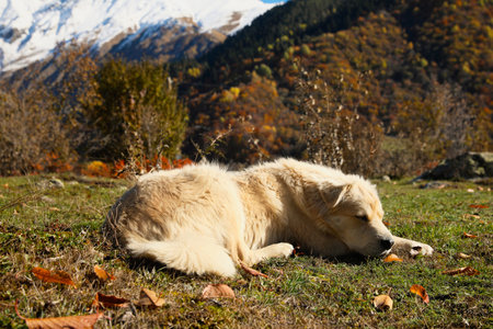 Adorable dog in mountains on sunny day