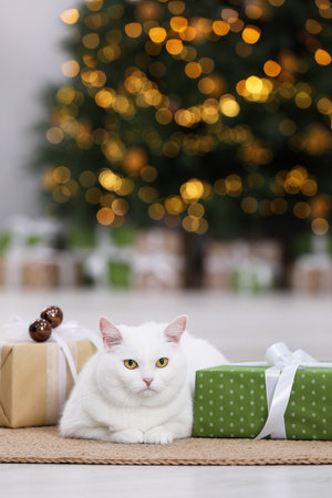 Christmas atmosphere. Adorable cat lying between gift boxes on rug in cozy room. Space for textの写真素材