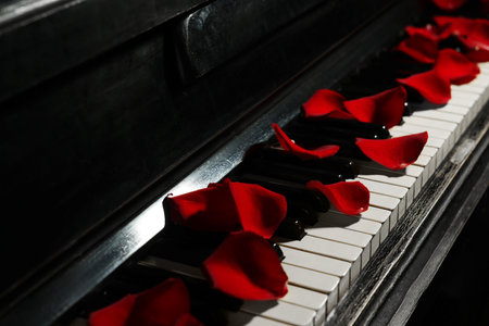 Many red rose petals on piano keys, closeupの写真素材
