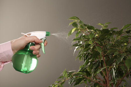 Woman spraying water onto houseplant against gray wall, closeupの写真素材