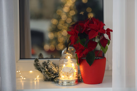 Potted poinsettia and festive decor on windowsill in room. Christmas traditional flowerの写真素材