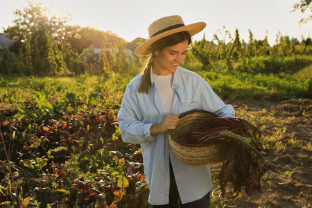Woman harvesting fresh ripe beets on farmの写真素材