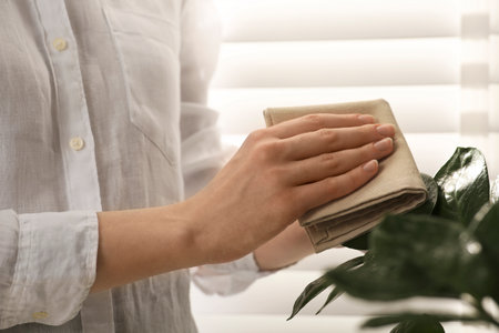 Woman wiping houseplant's leaves with cloth at home, closeup