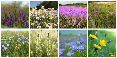 Collage with photos of different beautiful wild flowers growing in meadowの写真素材