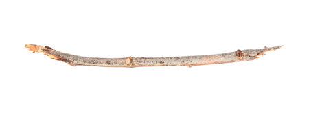 One dry tree twig isolated on white