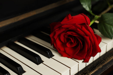 Beautiful red rose on piano keys, closeupの写真素材
