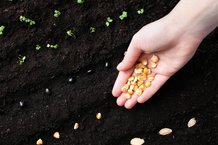 Woman with corn seeds near fertile soil, top view. vegetable growing