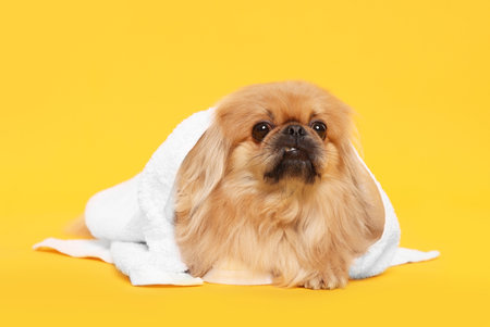 Cute Pekingese dog with towel on yellow background. pet hygieneの写真素材
