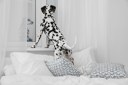 Adorable Dalmatian dog looking out window in bedroomの写真素材