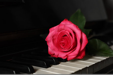 Beautiful pink rose on piano keys, closeupの写真素材