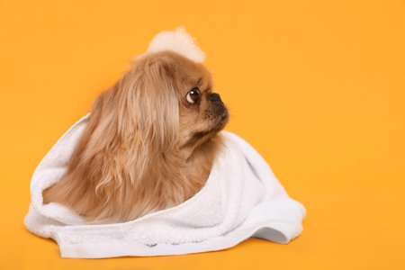 Cute Pekingese dog with towel and shampoo bubbles on yellow background, space for text. pet hygiene