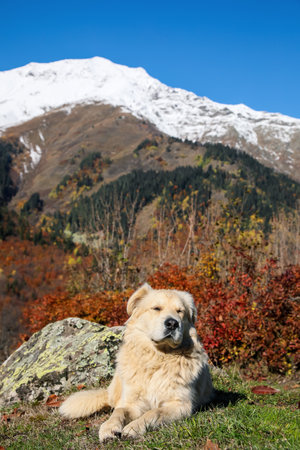 Adorable dog in mountains on sunny dayの写真素材