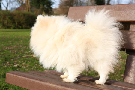 Cute fluffy Pomeranian dog on wooden bench outdoors. Lovely petの写真素材