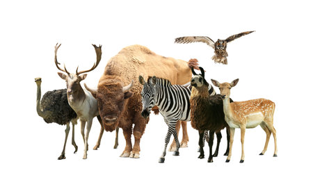 Group of different wild animals on white background, collageの写真素材