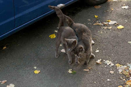 Lonely stray cats outdoors on asphalt near blue car. homeless petの写真素材