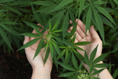 Woman near green organic hemp outdoors, top view