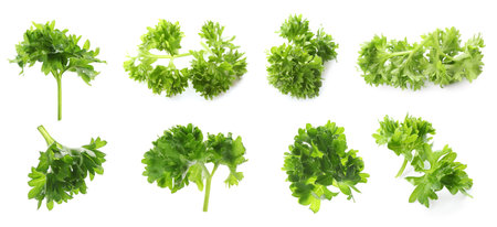Collage of fresh green curly parsley on white backgroundの写真素材