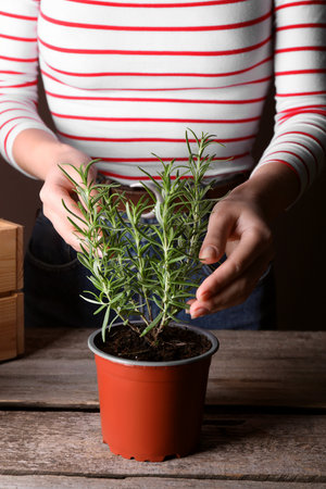 Woman taking care of potted rosemary plant at wooden table, closeupの写真素材
