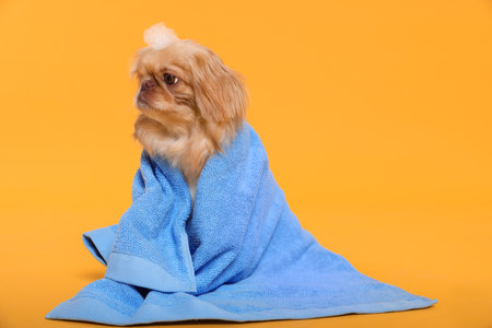 Cute Pekingese dog with towel and shampoo bubbles on yellow background, space for text. pet hygieneの写真素材